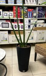 Sanseviera Cylindrica Nonygra 20cm – Image 2