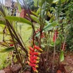 Heliconia Rostrata Nonygra 50cm
