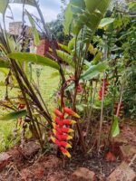 Heliconia Rostrata Nonygra 50cm