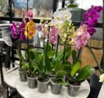 Phalaenopsis Amabilis Nonygra 15cm – Image 2